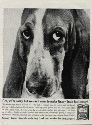 vintage Bassett dog ad