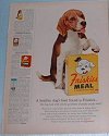 vintage Bassett dog ad