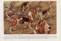 vintage Bassett hound print