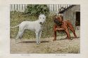 Vintage Bulldog and Bull Terrier print