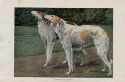 vintage RUSSIAN WOLFHOUND print