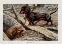 antique dachshund dog illustration print     $3.50