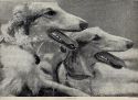 vintage Borzoi, Russian Wolfhound book plate photogravure print