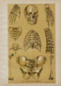 skeleton chromolithograph